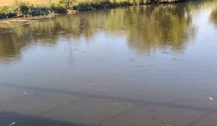 Dead Fish Blanket Brays Bayou Near UH Medical Campus, State Says Rain Is To Blame