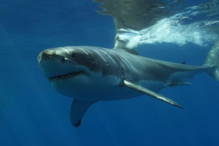 Decapitated Thresher Shark on Ocean Shores Beach Sparks Police Hunt for Culprit