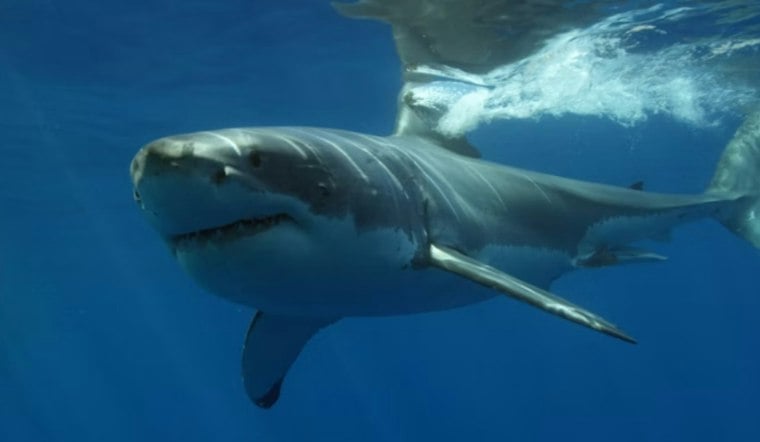 Decapitated Thresher Shark on Ocean Shores Beach Sparks Police Hunt for Culprit