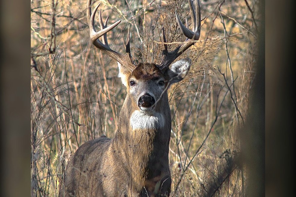 Deer Disease Turns Up in 4 Michigan Counties in September