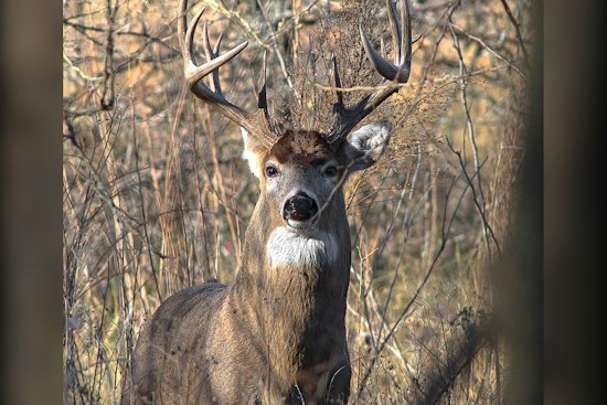 Deer Disease Turns Up in 4 Michigan Counties in September