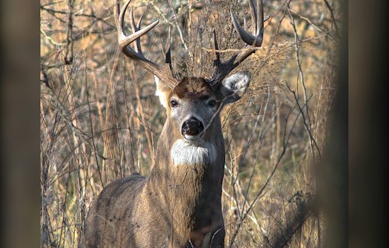 Deer Disease Turns Up in 4 Michigan Counties in September