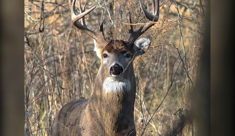 Deer Disease Turns Up in 4 Michigan Counties in September
