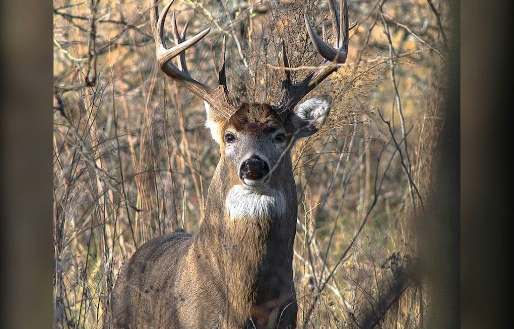Deer Disease Turns Up in 4 Michigan Counties in September