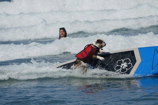 Del Mar Dog Beach Hosts 21st Surf Dog Surf-A-Thon to Fund Shelter Rescues
