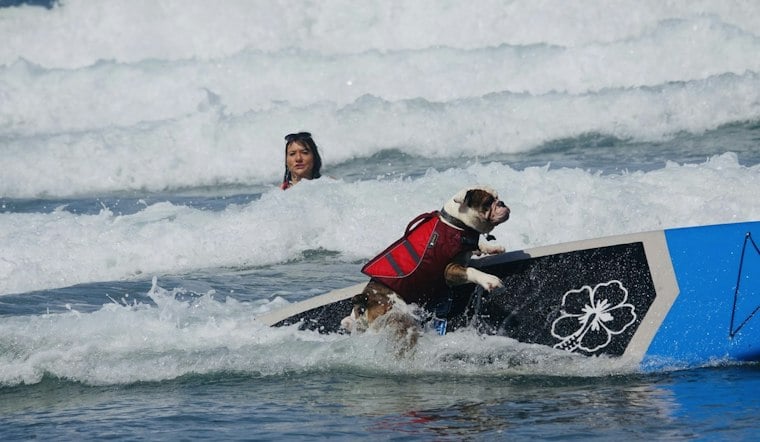 Del Mar Dog Beach Hosts 21st Surf Dog Surf-A-Thon to Fund Shelter Rescues
