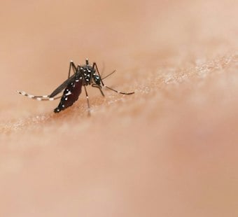 Delaware County Investigates Three Probable West Nile Virus Cases