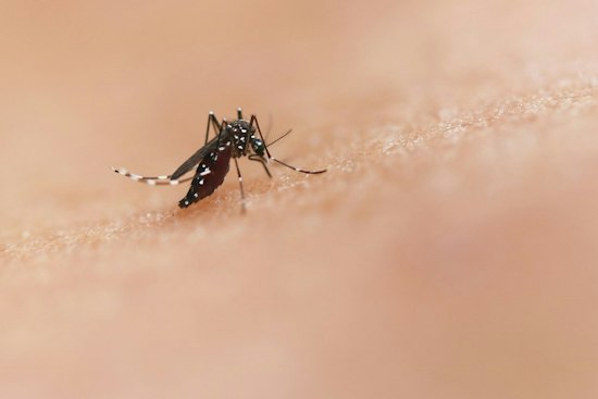 Delaware County Investigates Three Probable West Nile Virus Cases