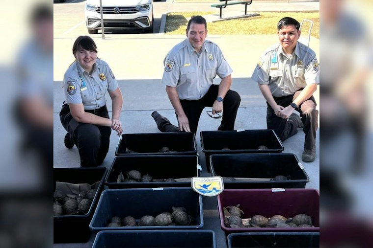 Denton FedEx Store Stops Attempted Shipment of 191 Turtles Bound for China
