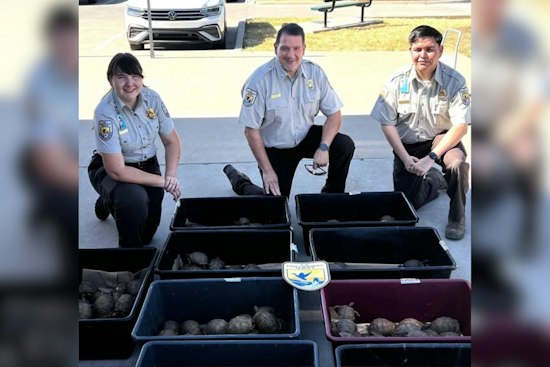 Denton FedEx Store Stops Attempted Shipment of 191 Turtles Bound for China