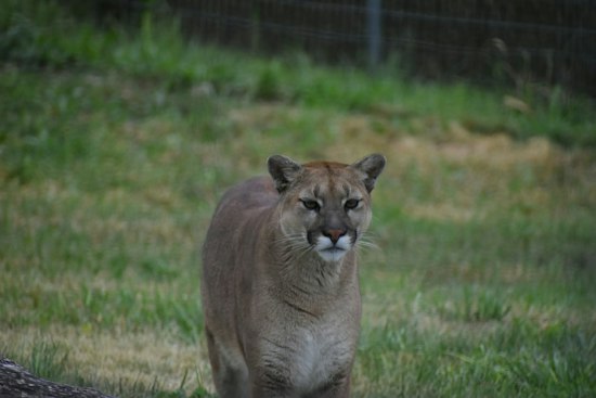 Deputy's Thermal Drone Captures Mountain Lion Encounter