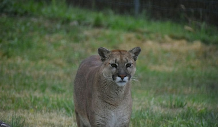 Deputy's Thermal Drone Captures Mountain Lion Encounter