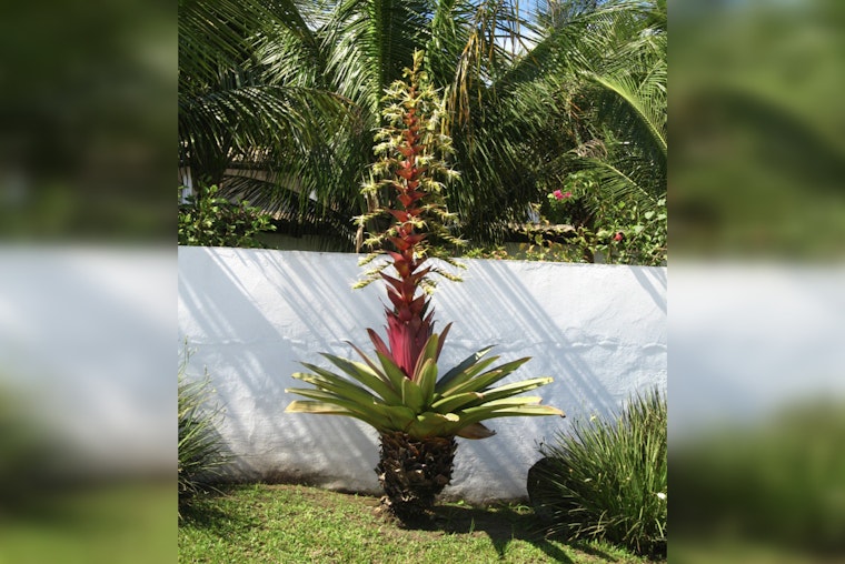 Dolly Parton's Beloved Bromeliad Blooms One Last Time at UNC Charlotte