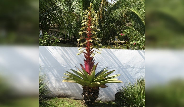 Dolly Parton's Beloved Bromeliad Blooms One Last Time at UNC Charlotte