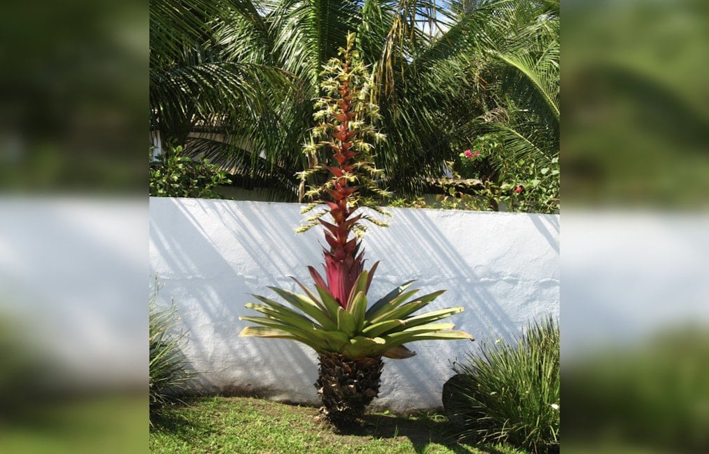 Dolly Parton's Beloved Bromeliad Blooms One Last Time at UNC Charlotte