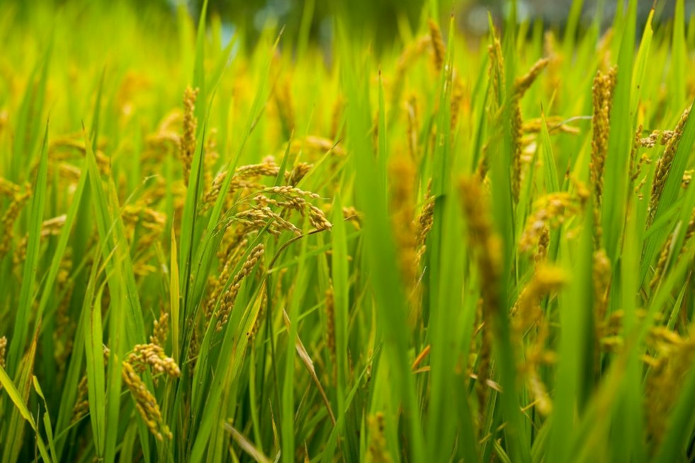 Dos Rios Norte Recasts a Former Rice Farm as Floodplain and Habitat