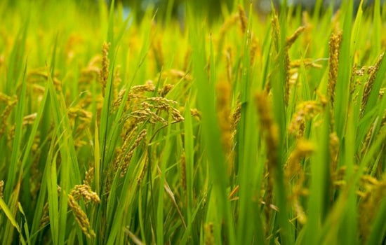 Dos Rios Norte Recasts a Former Rice Farm as Floodplain and Habitat
