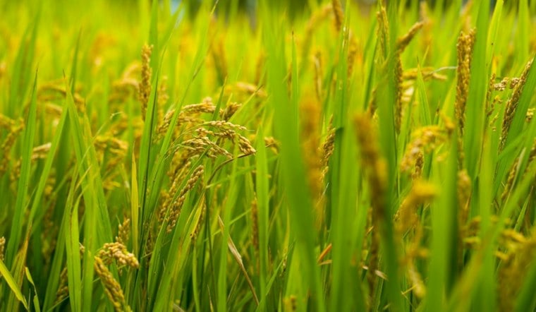 Dos Rios Norte Recasts a Former Rice Farm as Floodplain and Habitat