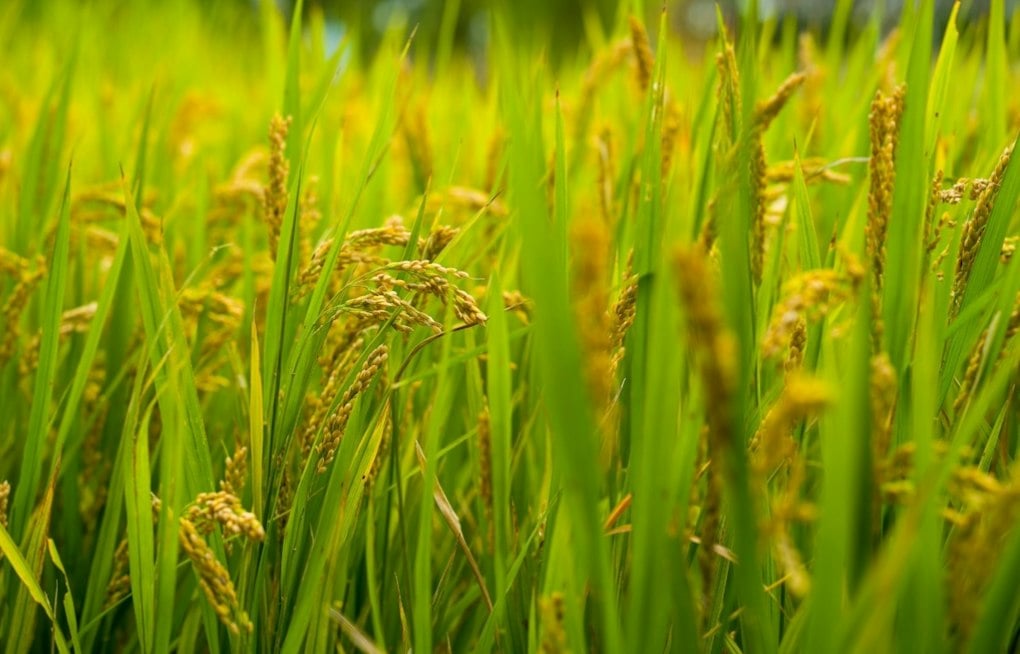 Dos Rios Norte Recasts a Former Rice Farm as Floodplain and Habitat