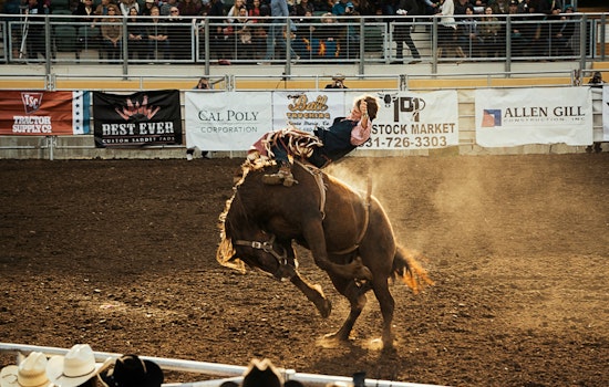 Dyersburg Rodeo Kicks Off Dyer County Fair's 79th Year With Bucking Bulls