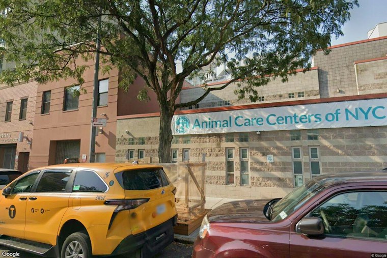 East Harlem's New Bunny Cafe Pairs Lattes With Rabbit Adoptions This Weekend