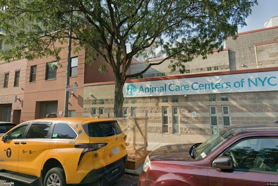 East Harlem's New Bunny Cafe Pairs Lattes With Rabbit Adoptions This Weekend