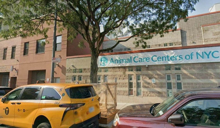 East Harlem's New Bunny Cafe Pairs Lattes With Rabbit Adoptions This Weekend