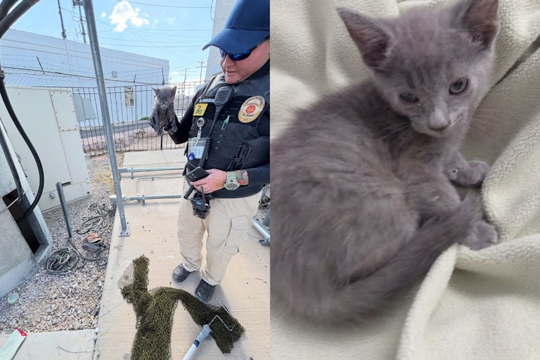 El Paso Kitten Pulled From 20-Foot Utility Pipe, Rescuer Adopts Her