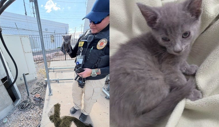El Paso Kitten Pulled From 20-Foot Utility Pipe, Rescuer Adopts Her