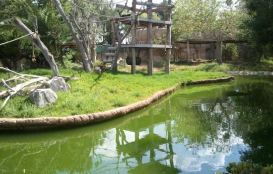 El Paso Zoo's Adults-Only Brew at the Zoo Returns With Beer, DJs and Night Habitats