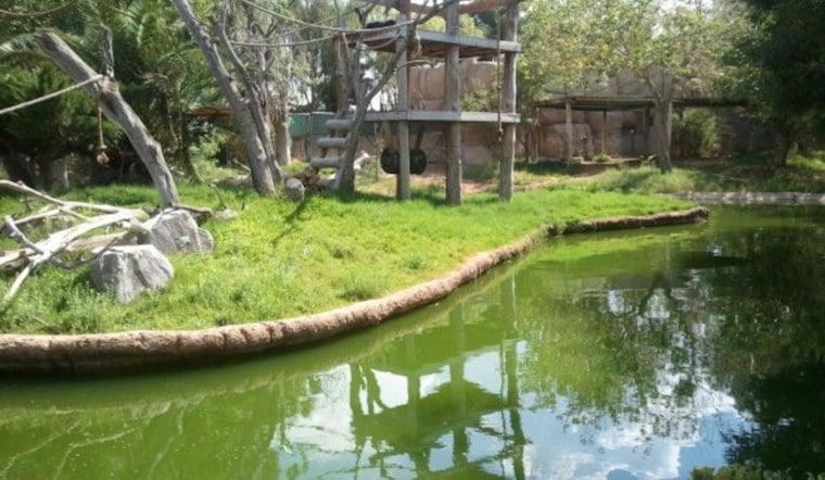 El Paso Zoo's Adults-Only Brew at the Zoo Returns With Beer, DJs and Night Habitats