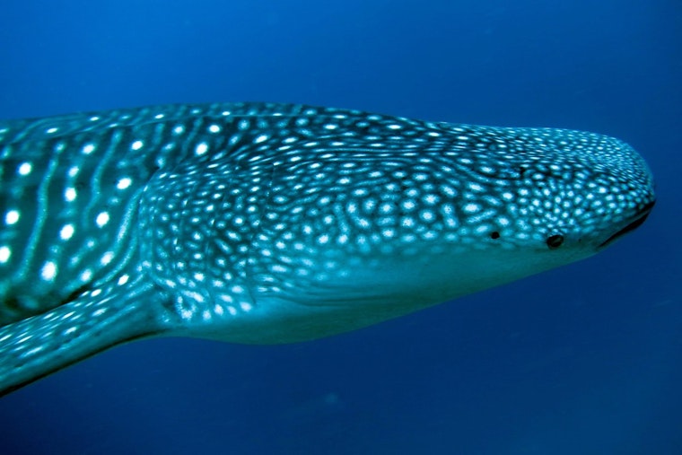 Endangered Whale Shark Surfaces 100 Miles Off Brooklyn, Stunning Boat Crew