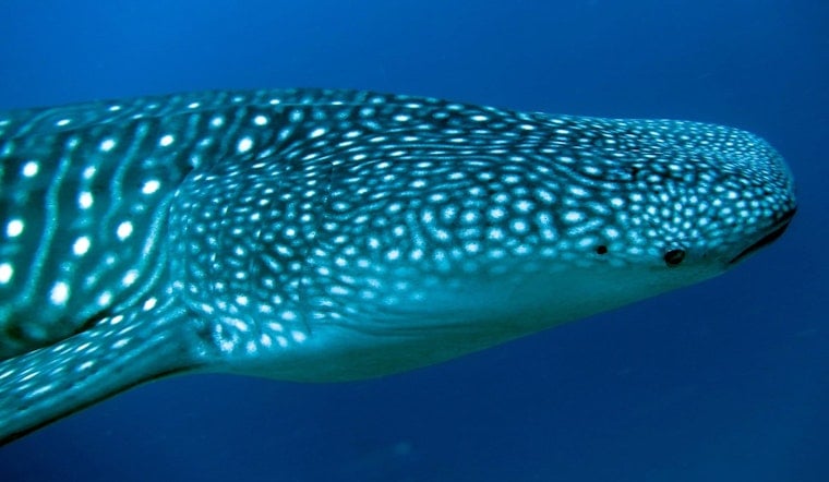 Endangered Whale Shark Surfaces 100 Miles Off Brooklyn, Stunning Boat Crew