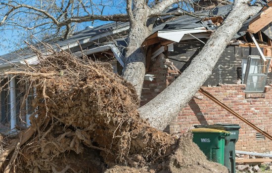 Falling Limb Syndrome Suspected After Trees Crush Wake County Home And Truck