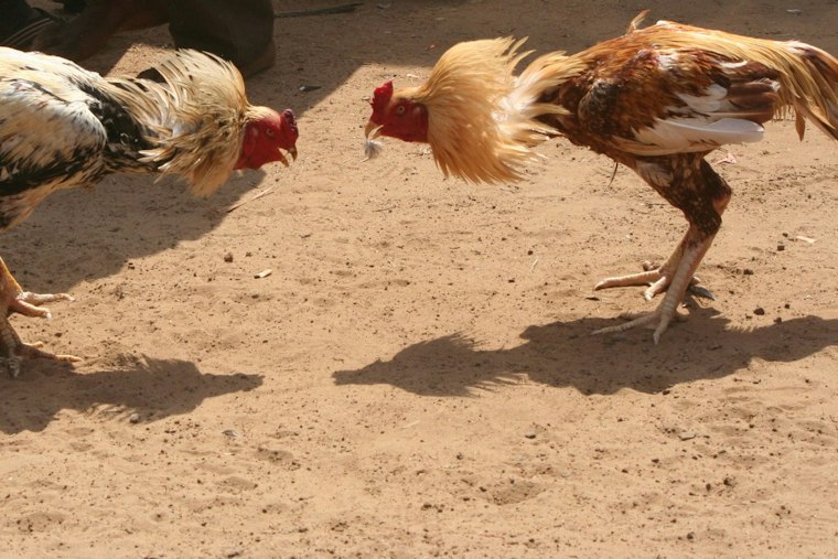 Federal Indictments Charge 5 Kentucky Men in Alleged Cockfighting Operations