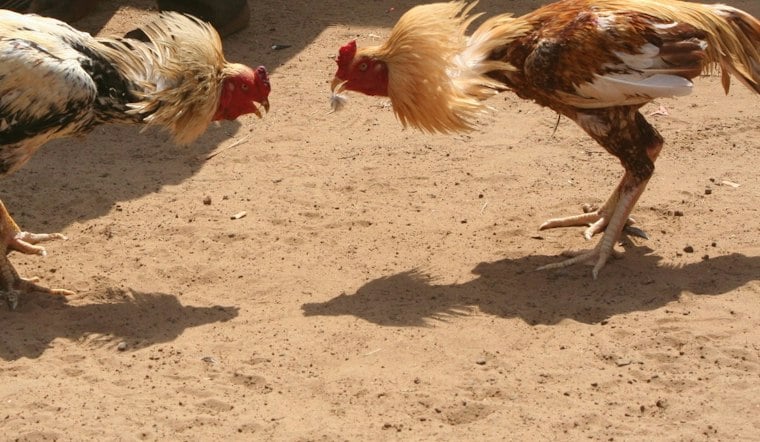 Federal Indictments Charge 5 Kentucky Men in Alleged Cockfighting Operations