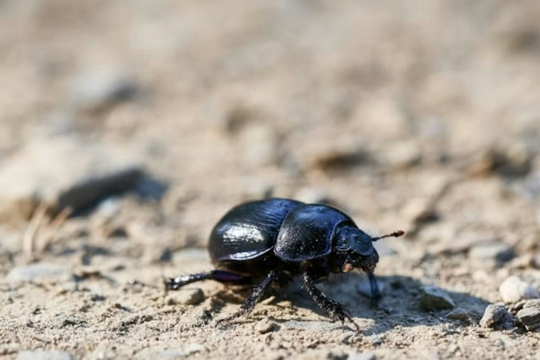 Feds Intercept Rare African Beetles Smuggled Out of North Carolina to Germany
