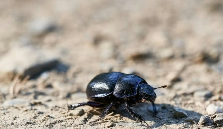 Feds Intercept Rare African Beetles Smuggled Out of North Carolina to Germany