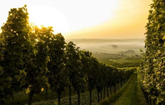 Fire-Ravaged Calistoga Winery Sells for $12.8M, Rebirths as Members-Only Club