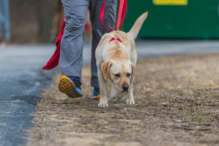 Florence Woman Found Safe After K-9 Jasper Helps Locate Her