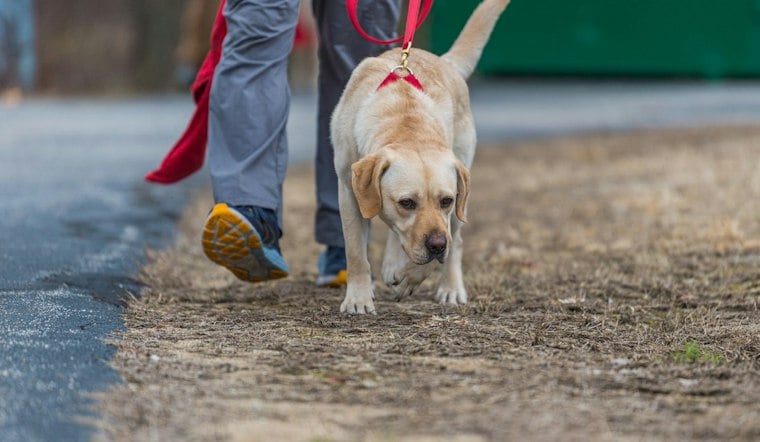 Florence Woman Found Safe After K-9 Jasper Helps Locate Her
