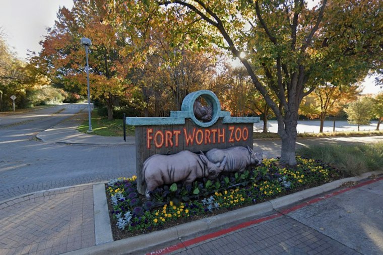 Fort Worth Zoo Hatches 8 Rare Gharial Crocs, Now 16 Since 2023