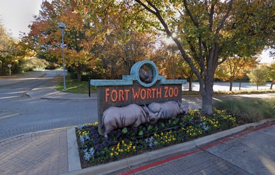 Fort Worth Zoo Hatches 8 Rare Gharial Crocs, Now 16 Since 2023
