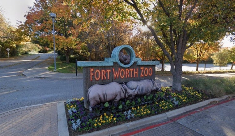 Fort Worth Zoo Hatches 8 Rare Gharial Crocs, Now 16 Since 2023