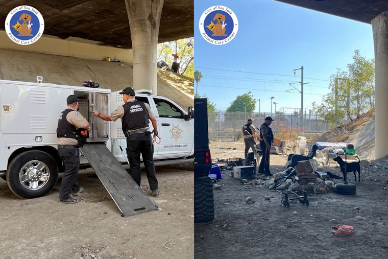 Four Dogs Kill Cat Near San Jose's Minor Avenue, Shelter Hunts for Owners