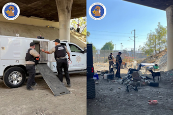 Four Dogs Kill Cat Near San Jose's Minor Avenue, Shelter Hunts for Owners
