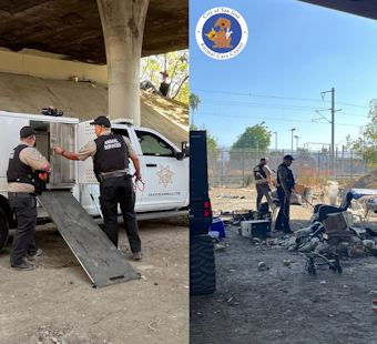 Four Dogs Kill Cat Near San Jose's Minor Avenue, Shelter Hunts for Owners