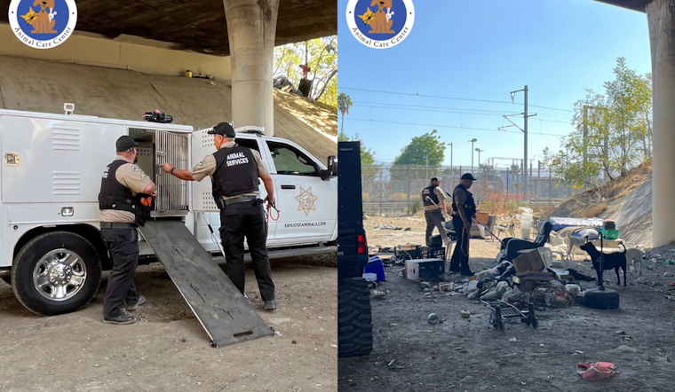 Four Dogs Kill Cat Near San Jose's Minor Avenue, Shelter Hunts for Owners