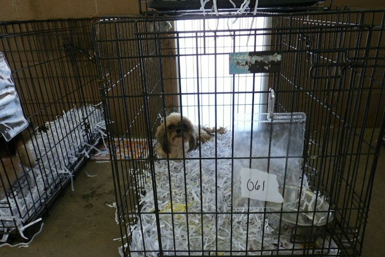 Four Puppies in Harrison County Animal Control’s Care After Roadside Find