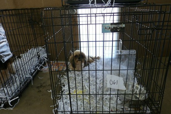 Four Puppies in Harrison County Animal Control’s Care After Roadside Find
